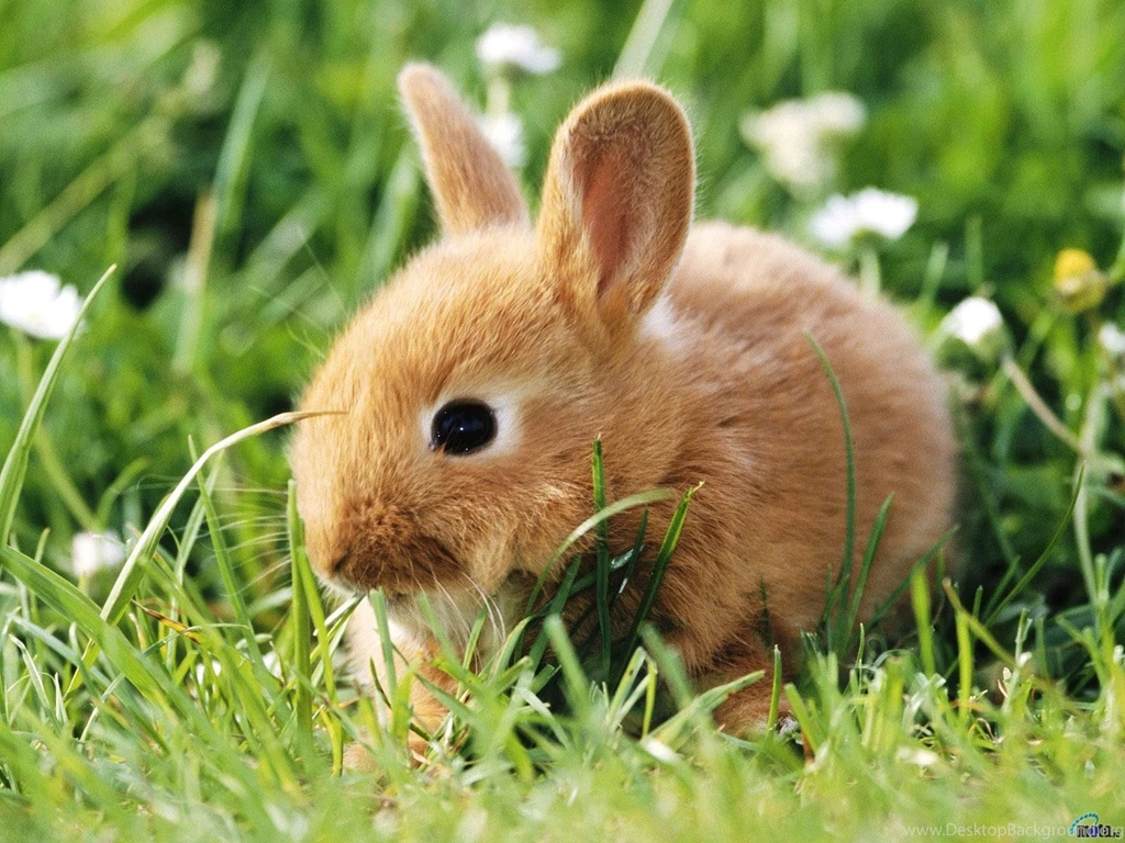Rabbit Wallpapers