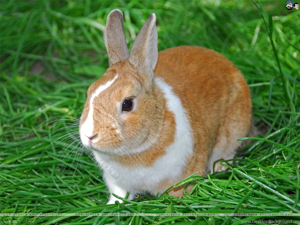 Pictures Of Rabbits
