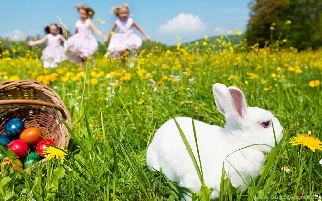 Rabbit HD Wallpapers.