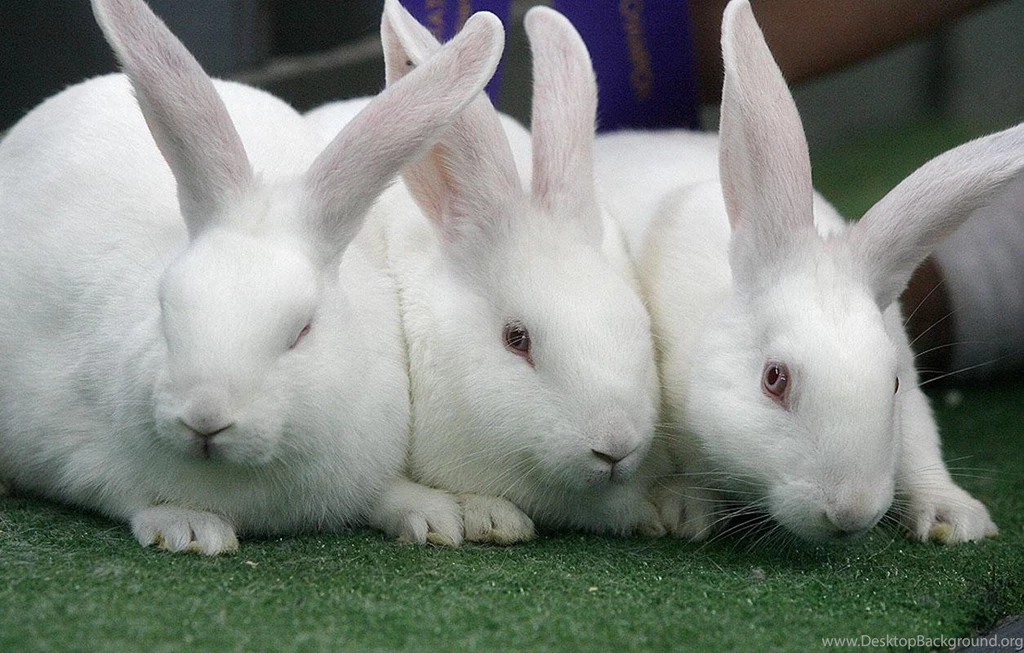 Rabbits Wallpapers, Images, Photos, Pictures & Pics