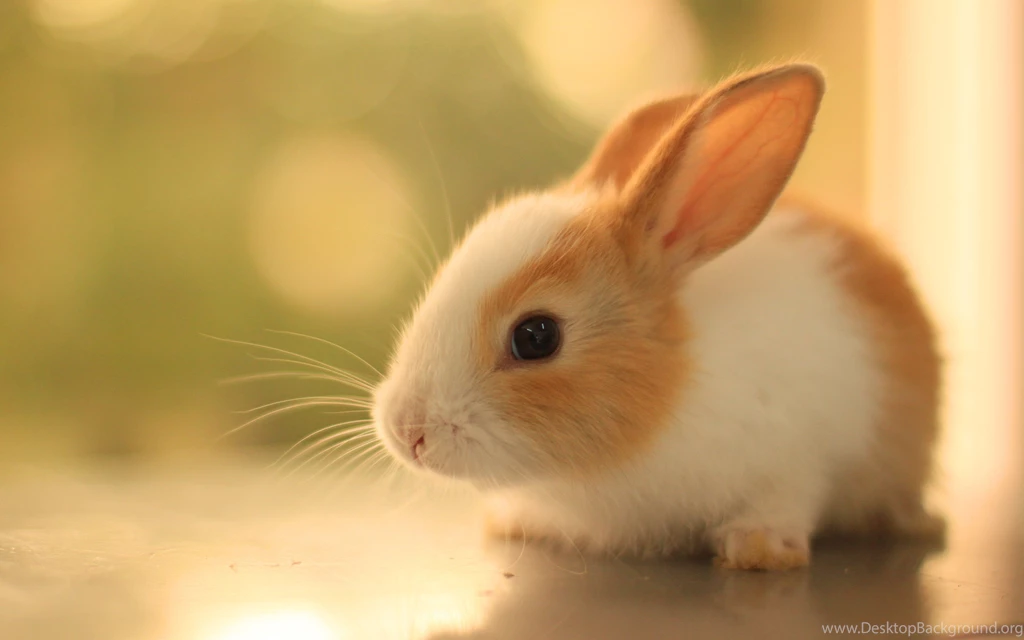 Cute Baby Rabbits Wallpapers Wallpaper.