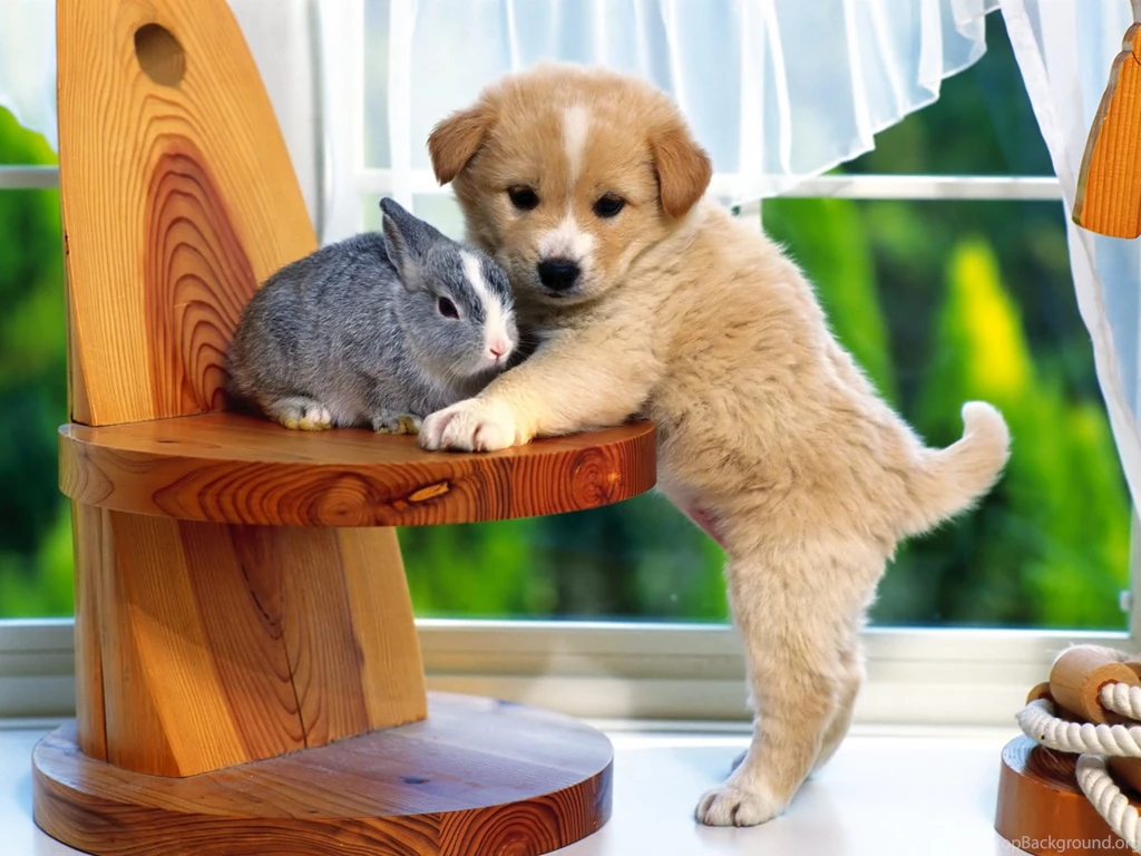 Cute Bunny Pictures