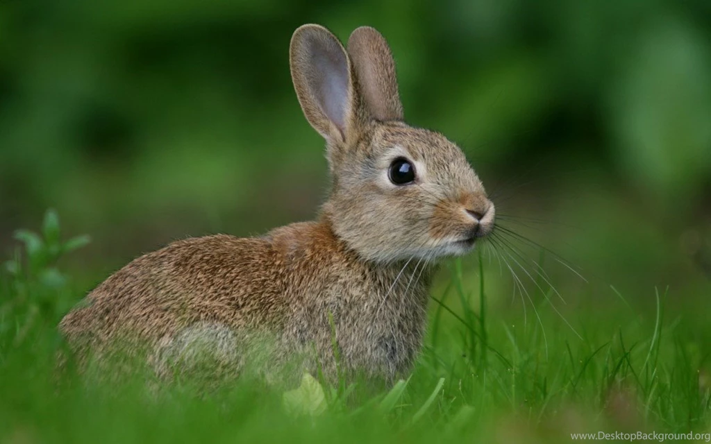 Cute Rabbit HD Beautiful Wallpapers Picture Free For Desktop