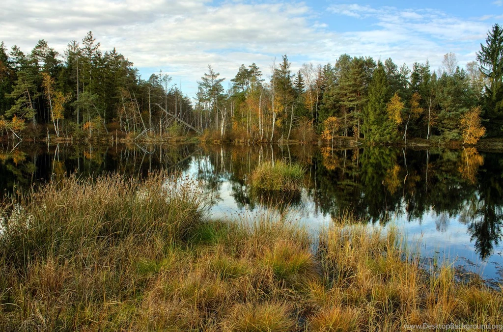 Swamp Backgrounds By Burtn On DeviantArt