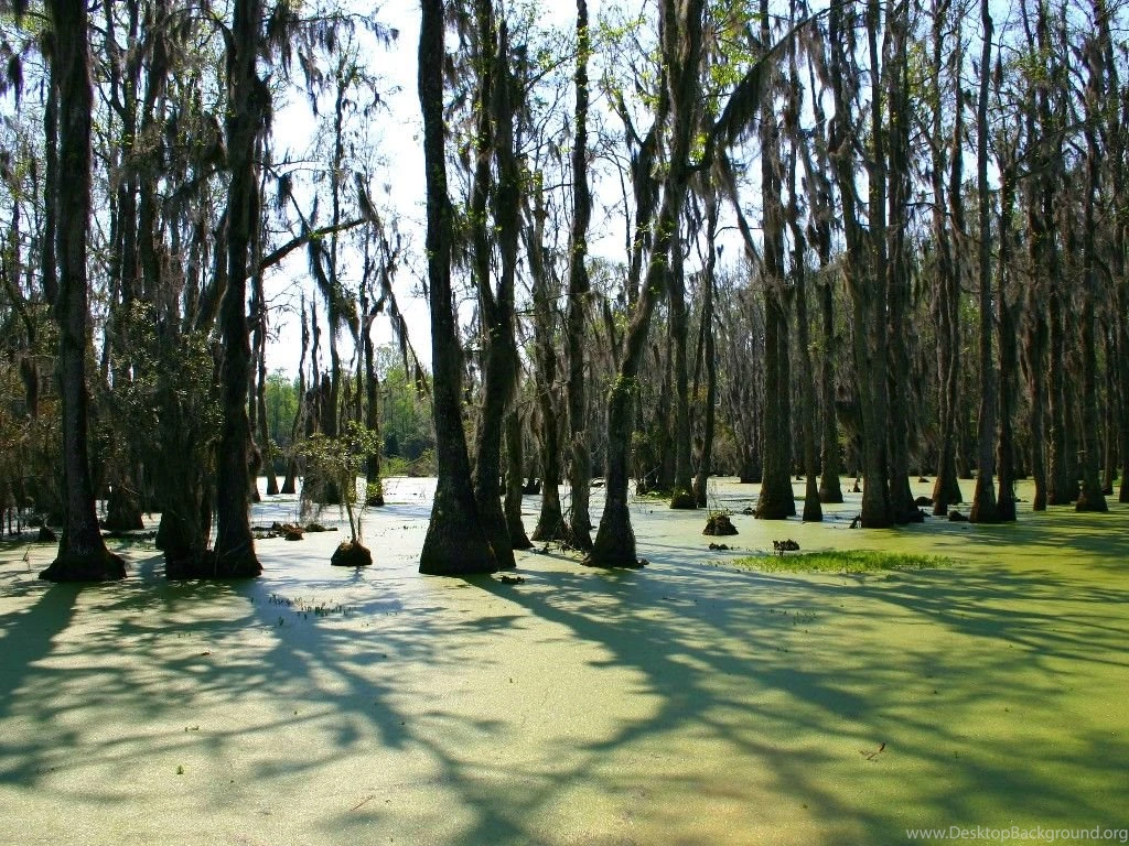 Swamp Backgrounds Wallpapers Cave