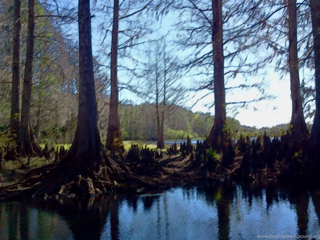 Wetland/swamp Backgrounds 1 By Kageitachi On DeviantArt