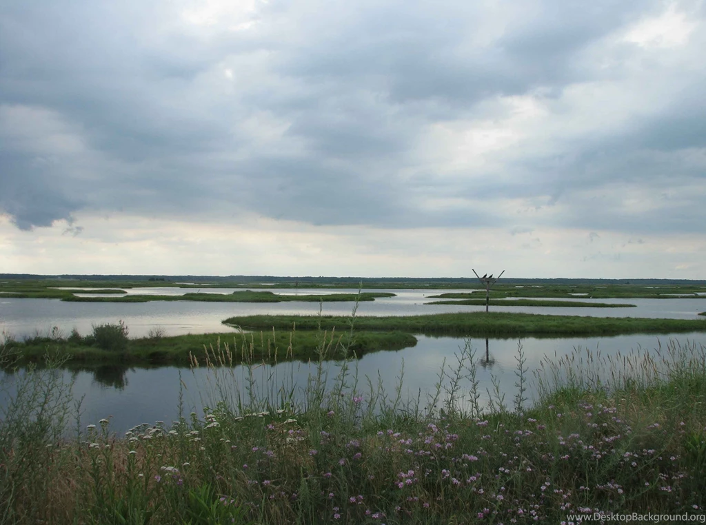 File:Swamp Scenic With Osprey Nest In Background.jpg Wikimedia ...