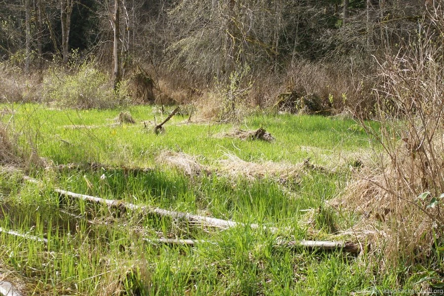 Swamp Backgrounds 6 By Terrestri stockz On DeviantArt