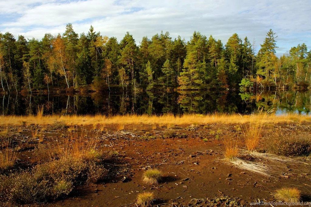 Swamp Backgrounds 2nd By Burtn On DeviantArt