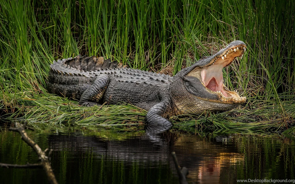 Swamp Wallpapers