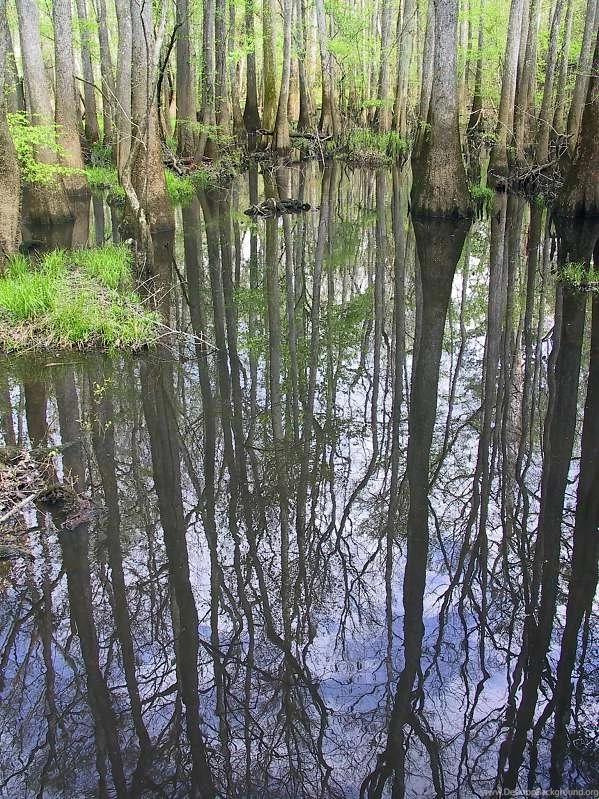 Congaree Swamp National Park