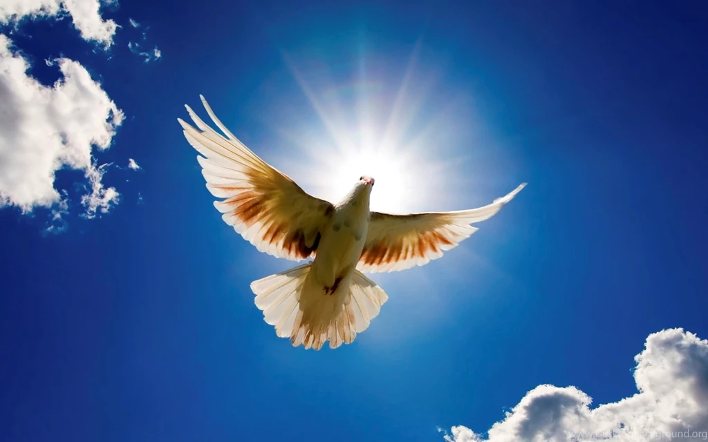 Holy Spirit Dove With Explosion Of Light!_2
