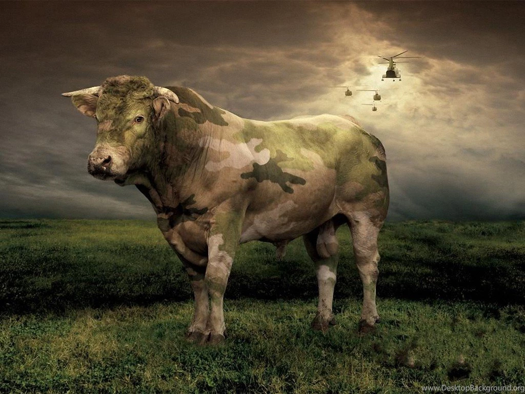 Creative Animal Digital Art Wallpapers 1024x768 NO.7 Desktop ...