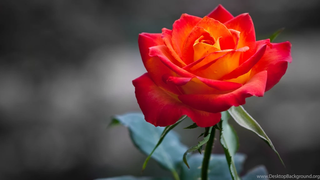 Rose Images Hd
