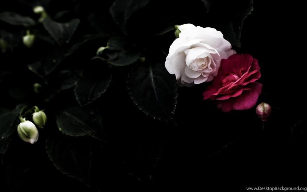 Wallpapers Rose