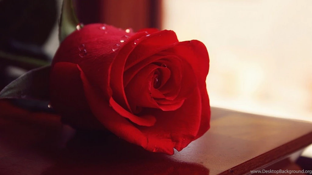 HD Cute Rose Wallpapers Widescreen Full Size HiReWallpapers 4138