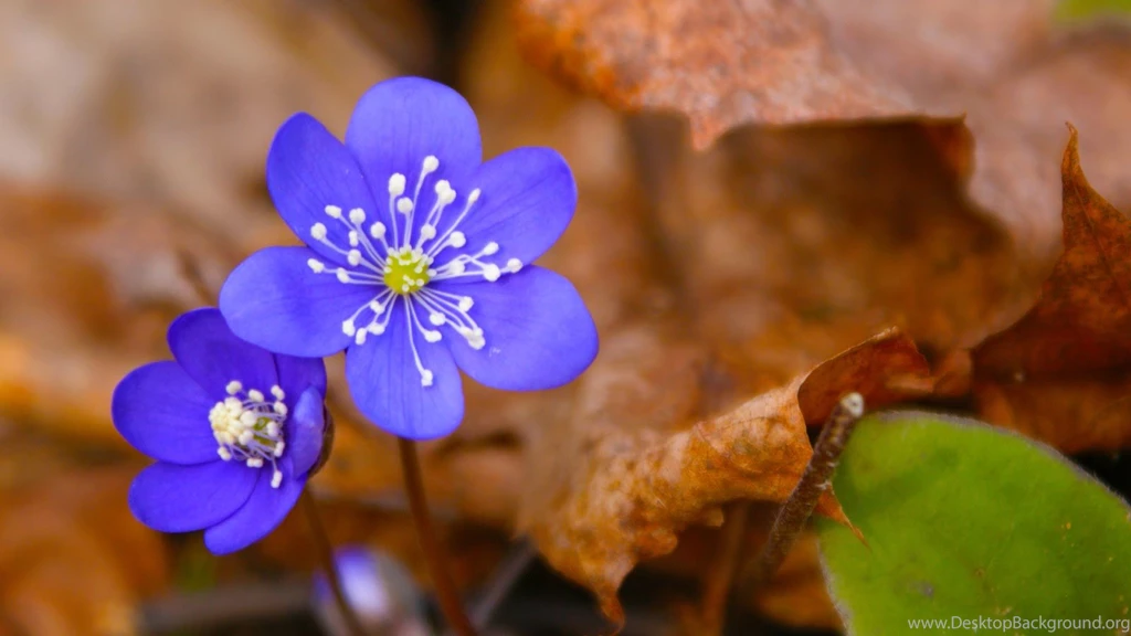 Spring Scene With Liverleaf ~ Mystery Wallpapers