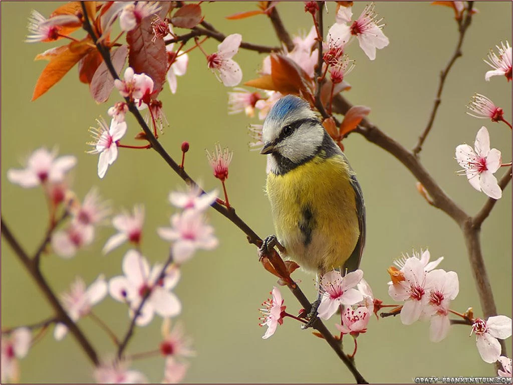 Spring   Seasonal Wallpapers   Page 2   Crazy Frankenstein