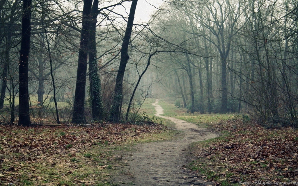 Woods Wallpapers Collection (22+)