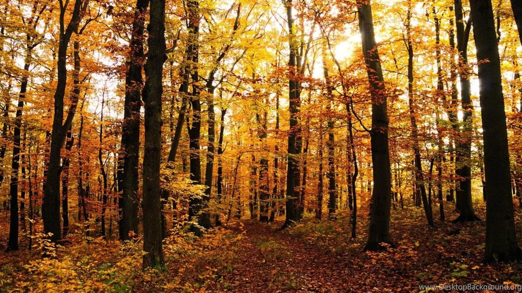 Autumn In The Woods Wallpapers (