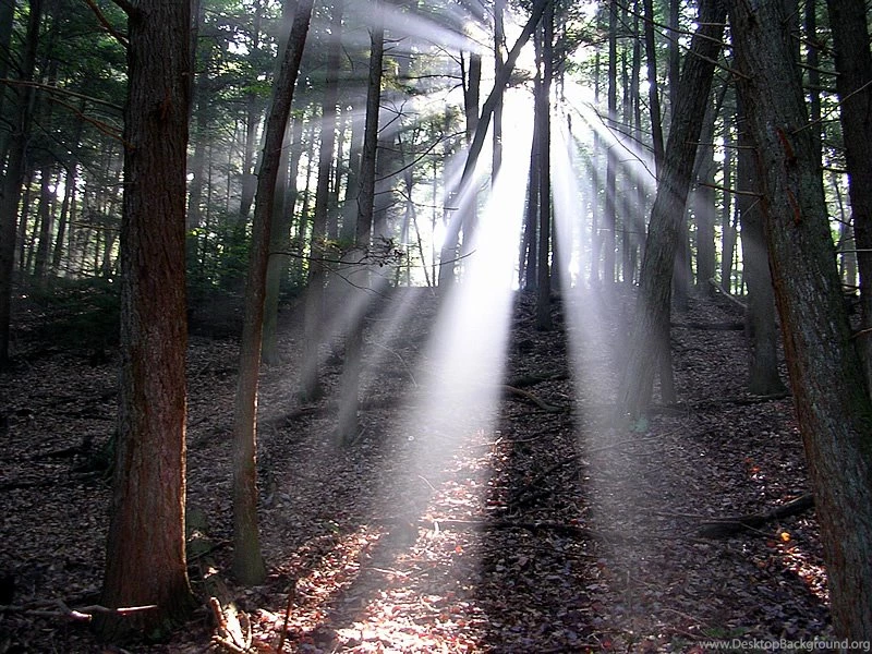 800x600px 287.24 KB Out Of The Woods