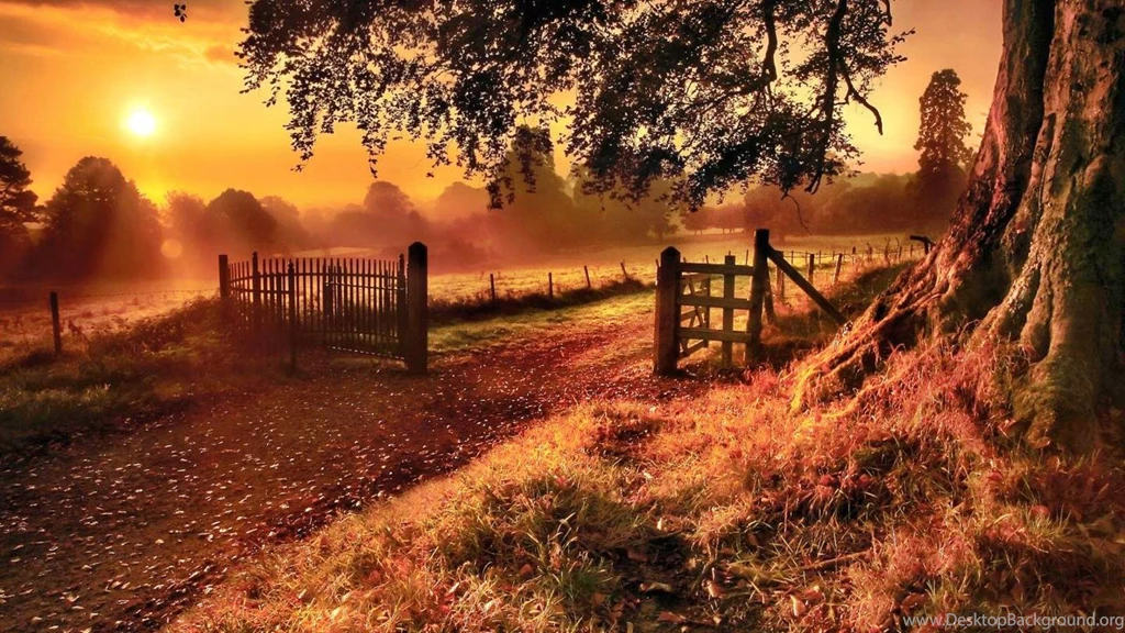 WARM SUNSET IN THE WOODS WALLPAPER (