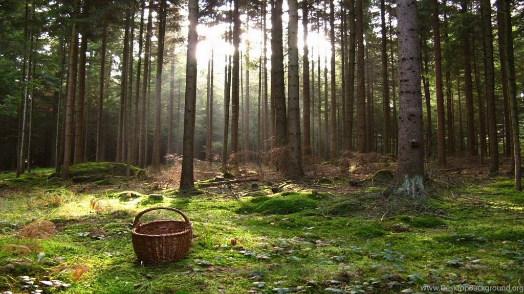 A Basket In The Woods
