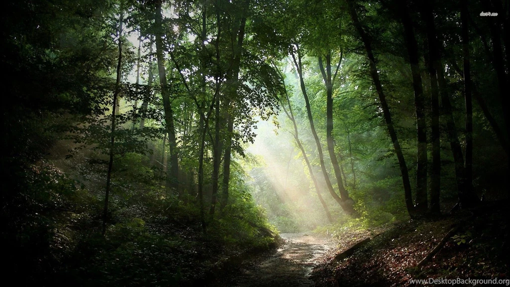 26743 sunlit path in the woods 1920×1080 nature wallpapers ...