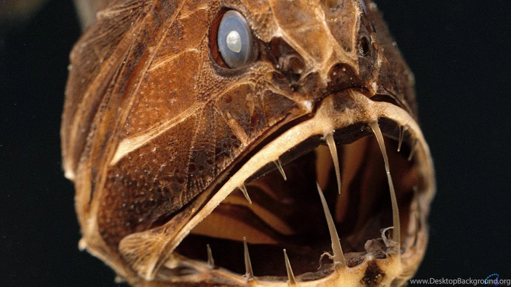 Download Wallpapers Deep sea Fish Fangtooth (1920 X 1080 HDTV 1080p ...