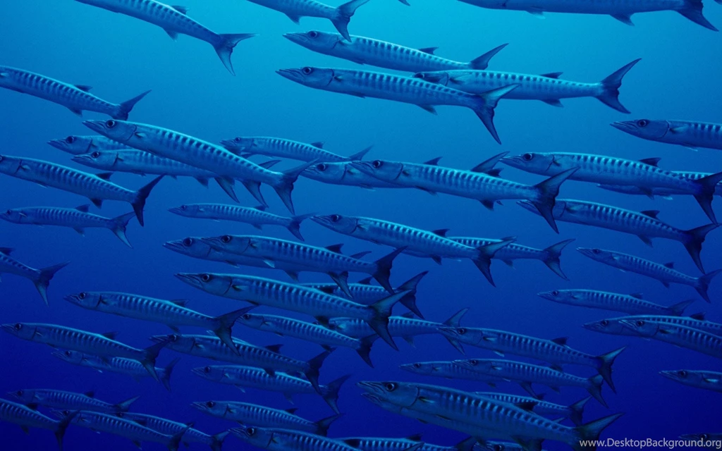 A Flock Of Fish In The Deep Ocean Wallpapers And Images ...