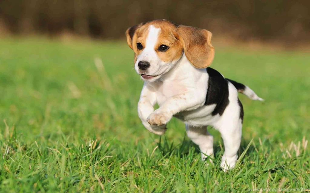 Beagle Puppy Computer Wallpapers 4522 Hd Wallpapers
