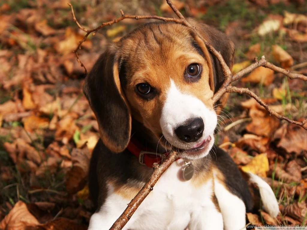 Download Cute Beagle Puppy Wallpapers Wallpapers Printed