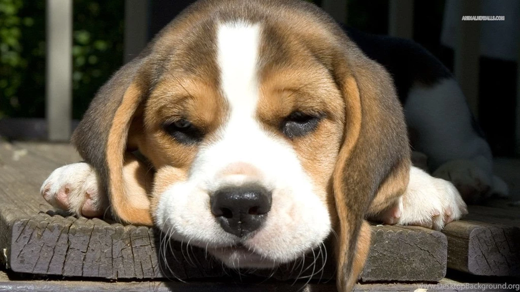 Beagle Puppy Wallpapers Wallpapers Cave