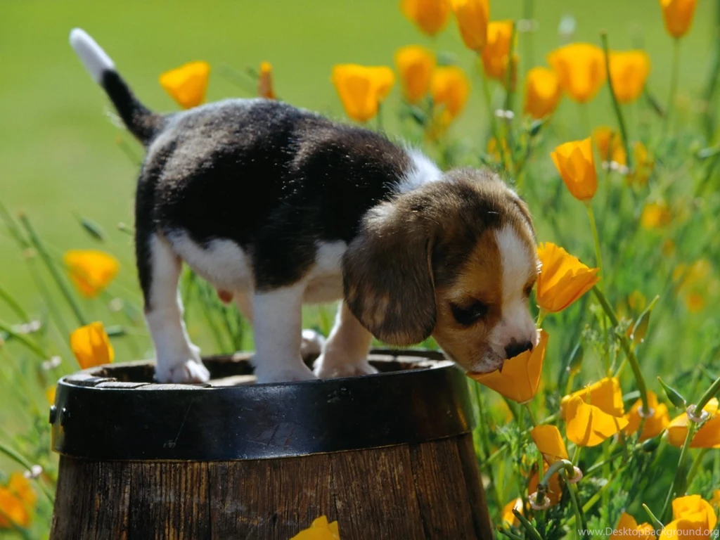 Beagle Puppy Cute Wallpapers