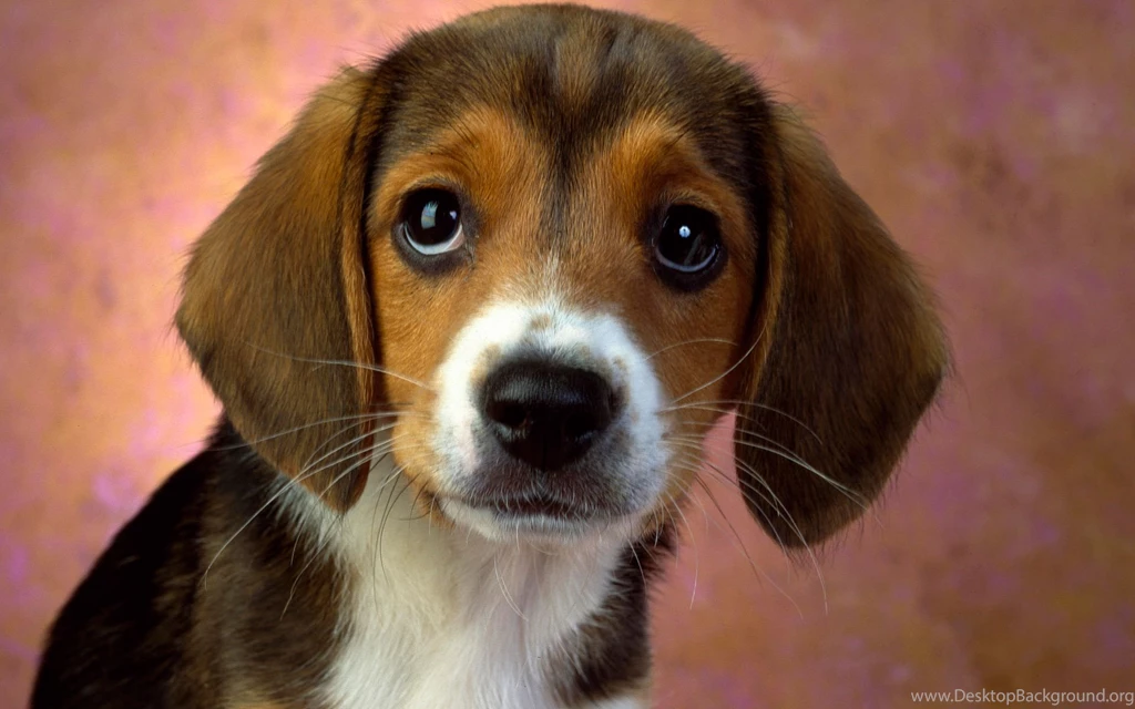 High Definition Dog Wallpapers For Free Download