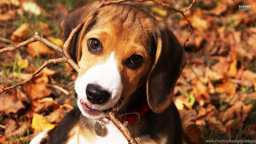 Beagle Wallpapers Wallpapers Cave
