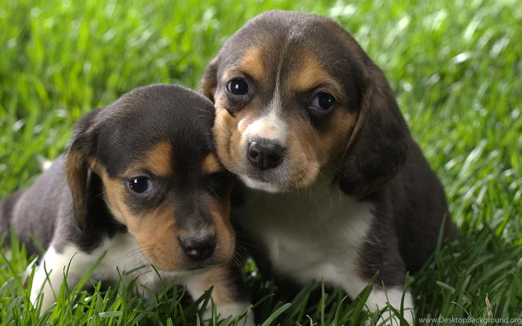 Beagle Puppy