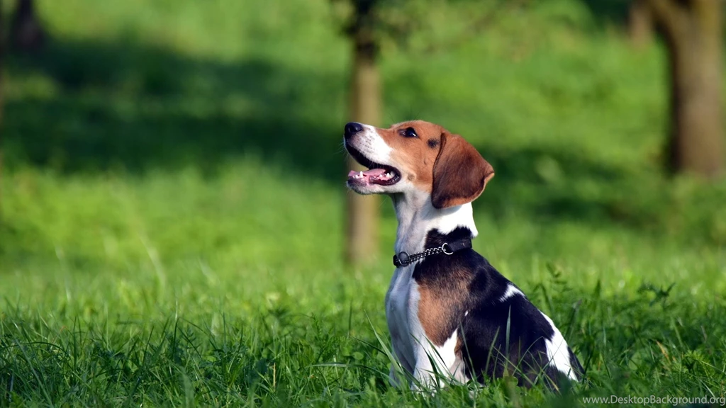 Full HD 1080p Beagle Wallpapers HD, Desktop Backgrounds 1920x1080