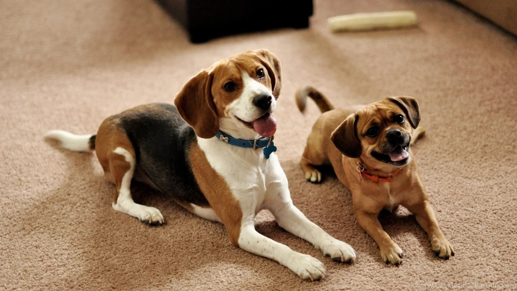 Download Wallpapers 1920x1080 Beagle, Puppies, Couple, Sit, Waiting ...