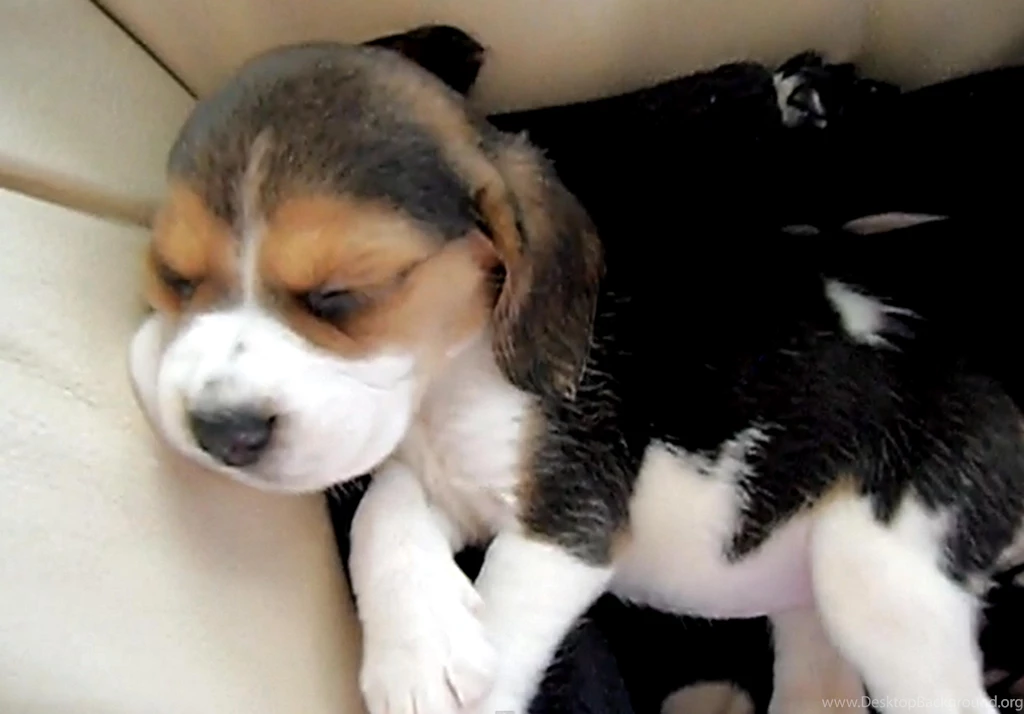 A VERY SLEEPY BEAGLE PUPPY WALLPAPER (