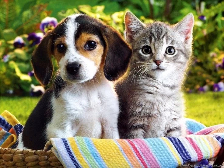 Cute+puppies
