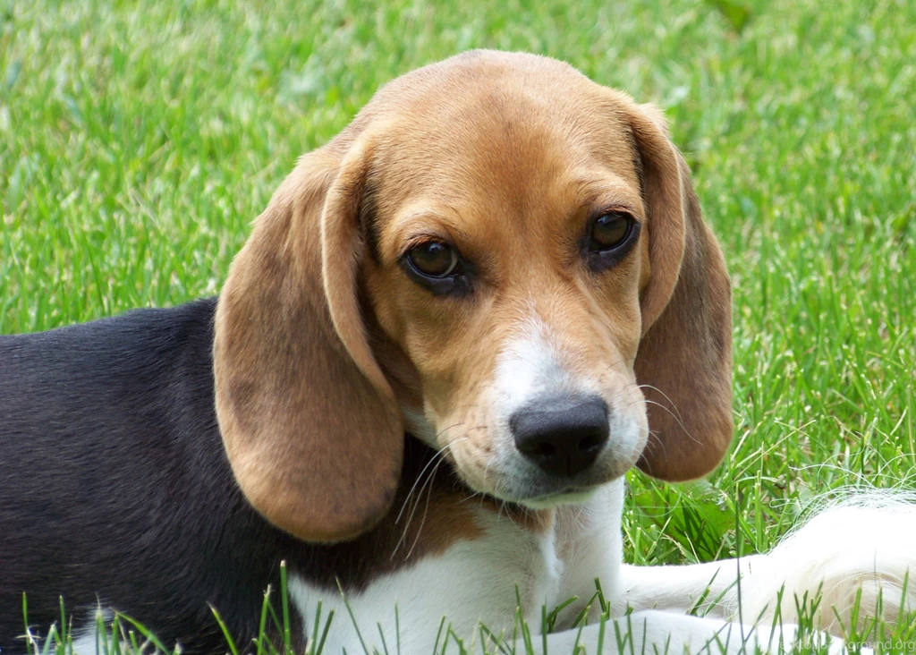 High Definition Dog Wallpapers For Free Download