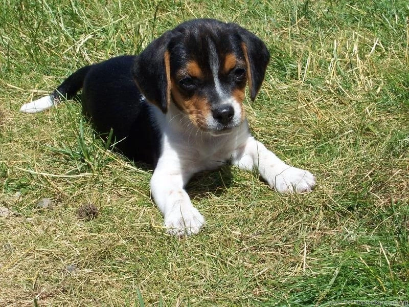 Beagle Puppies Wallpapers