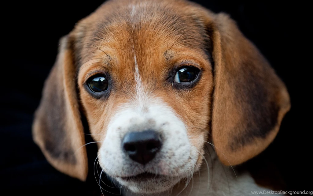 Beagle Puppy Wallpapers Pictures Photos Images   PetPictures