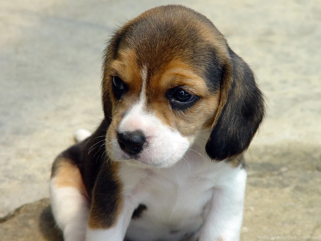 Beagle Puppy
