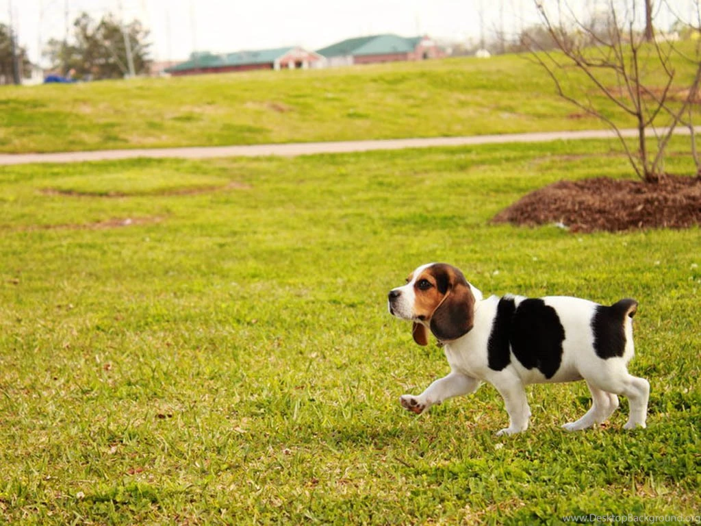 Beagle Puppy