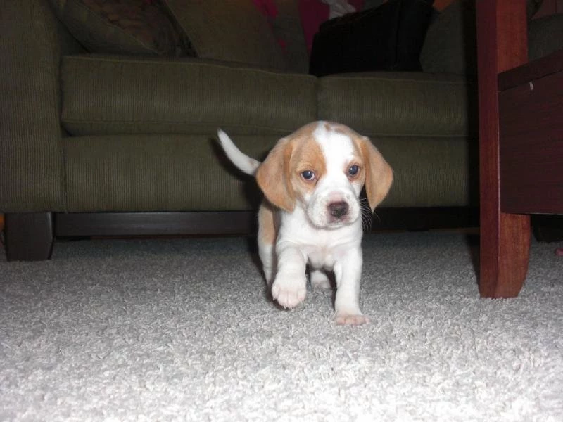 Beagle Puppy Animal Baby Dog Pet Table UNDER HD Wallpaper,animals ...