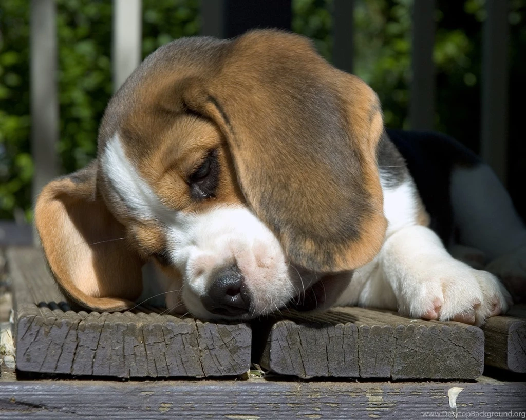 Wallpapers Pictures Photos: Beagle Funny Pictures