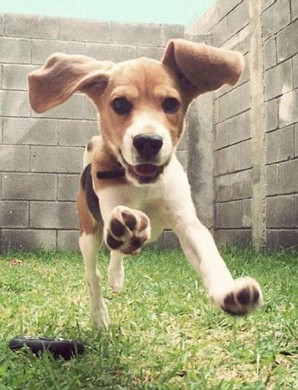Beagle Wallpapers HD Android Apps On Google Play