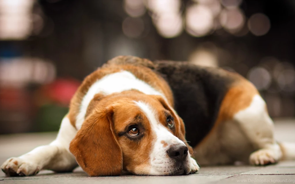 42 Beagle HD Wallpapers